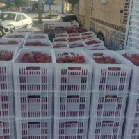 حراج گوجه با کیفیت نیشابور، قوچان