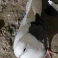 ماده چپ عتیقه