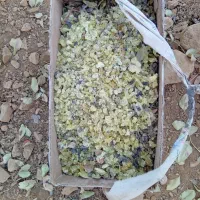 فروش سقز دست چین