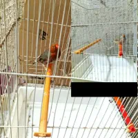 جفت اورنج و دو ماده کیفیت بالا|پرنده|چمران, |دیوار