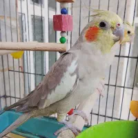 یه جفت عروس هلندی مولد