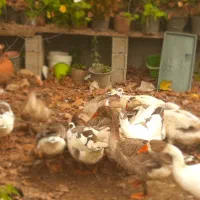 غاز محلی سفید