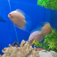 ماهی آکواریوم|ماهی|مسجد سلیمان, |دیوار