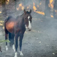 واگزار اسب نریون کهر