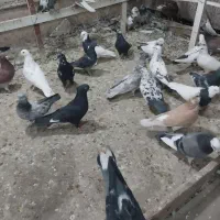 فروش بیله کفتر|پرنده|اردکان, |دیوار