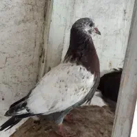 چار تا جوجه باهم ۵۰۰