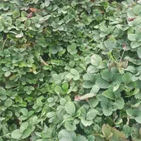 نهال توت فرنگی|گل و گیاه طبیعی|مزرعه کتول, |دیوار