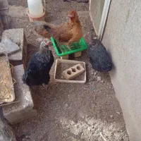 مرغ تخمگذار|حیوانات مزرعه|اقلید, |دیوار