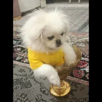 نژاد پیکینز هستش نر هست