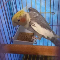 عروس هلندی نر|پرنده|گلپایگان, |دیوار