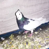 فروش کبوتر طوقی کاکلی پرشی