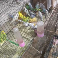 ۵۰عددمرغ عشق رینبورنگین کمانی ومعمولی ۱۰تومن آیهان|پرنده|خوی, |دیوار