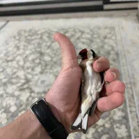 یه جفت سهره سفید