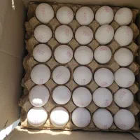 تخم مرغ فله ای و بسته ای