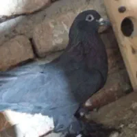 با سلام دو جفت کبوتر قره شیرین ایاخ