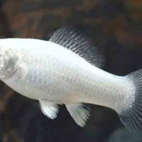 ماهی مولی سفید دم عقربی