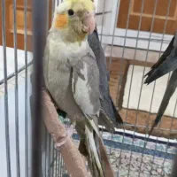 فروش‌ عروس هلندی