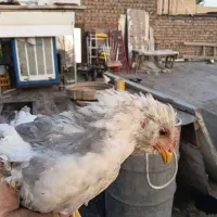 جوجه مرغ|حیوانات مزرعه|اصفهان, باتون|دیوار