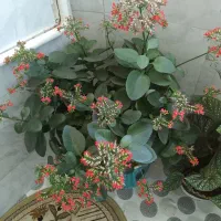 گل قاشقی|گل و گیاه طبیعی|تویسرکان, |دیوار
