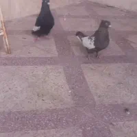 کفتر سینه جفت|پرنده|شیراز, جوادیه|دیوار