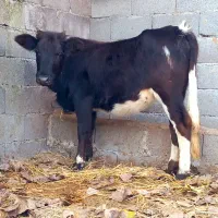 3 راس گاو .. لیشه چالوسی|حیوانات مزرعه|رشت, بازار|دیوار