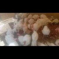بوقلمون ارگانیک