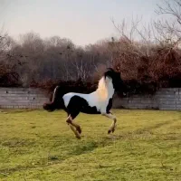 اسب