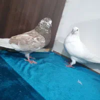 یه جفت کبوتر سوسکی ضمانتی