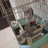 ۳تا عر وس سالم ۷ماهه نرو ماده|پرنده|رباط‌کریم, رباط‌کریم|دیوار