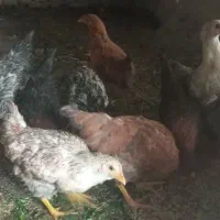 جوجه|حیوانات مزرعه|نیمروز, |دیوار