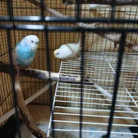 دوجفت مرغ عشق بالغ وجوان