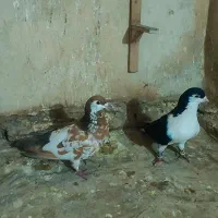 کفتر رنگه و دورگ