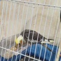 عروس هلندی|پرنده|لاهیجان, لیالستان|دیوار