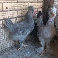 جوجه مرغ لهستانی