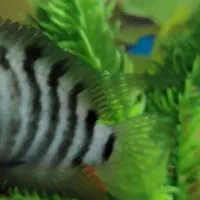 سیچیلاد گوره خری مولد نر کشیده معاوضه با...|ماهی|ماهدشت, |دیوار