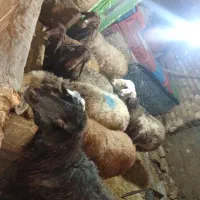 گوسفند داشتی