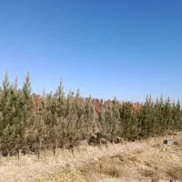 نهال میوه سه ساله