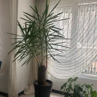 گل و گلدون|گل و گیاه طبیعی|مشهد, دانشجو|دیوار