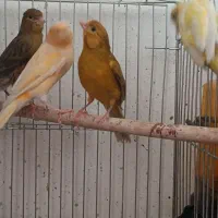 فروشی قناری ماده