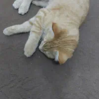 واگذاری گربه نارنجی|گربه|زنجان, |دیوار