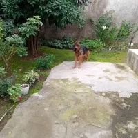 ژرمن شپرد اصیل آماده کشش|سگ|رشت, جانبازان|دیوار