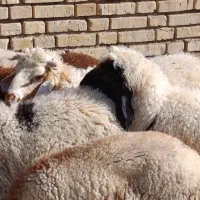 بره 6عددجهت فروش جفتی 220/000/000