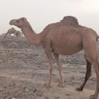 شتر|حیوانات مزرعه|کیش, |دیوار