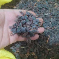 بی دانه اعلا امساله