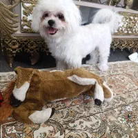 سگ نر مالتیز|سگ|تبریز, |دیوار