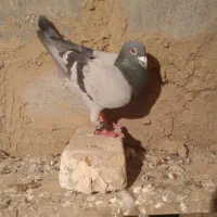 کبوتر رفتنی