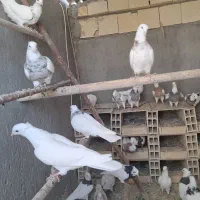 فروش تعدادی طوقی پالخت|پرنده|رودشت (اصفهان), |دیوار