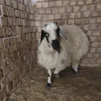 بره ماده خونگی