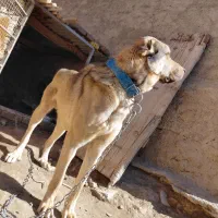 سگ پژدر|سگ|اراک, |دیوار