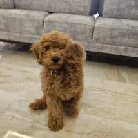 سگ پودل ۴ ماهه